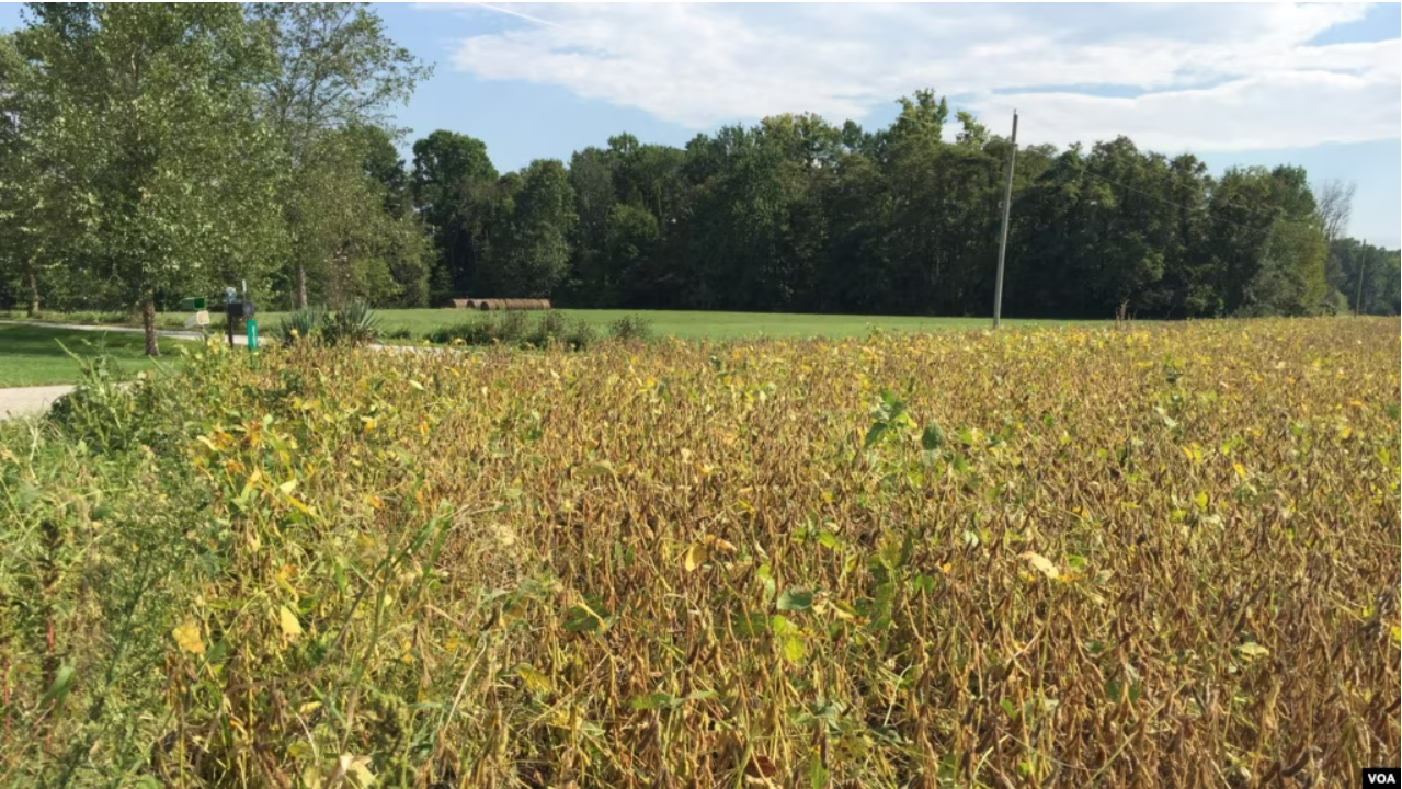 美国农业部长：对中国完成1200万吨大豆采购目标仍有信心