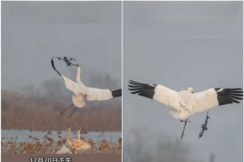 无人机近距离挑衅 被杭州白鹤一脚踢进泥塘